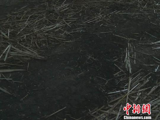 濮陽(yáng)校車(chē)超載失火  系司機(jī)冒險(xiǎn)進(jìn)入麥稈堆所致(圖)