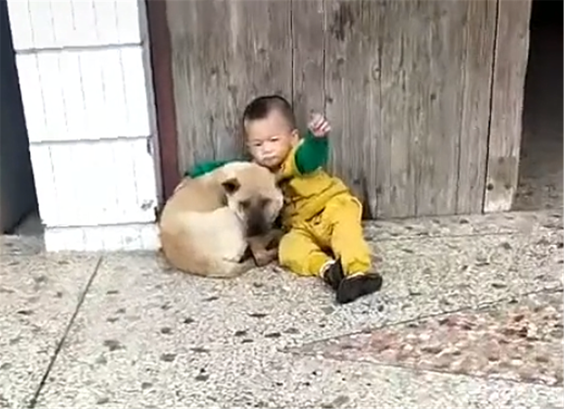 田園犬接小主人放學，一見校車就撒歡兒，狗：你咋才回來