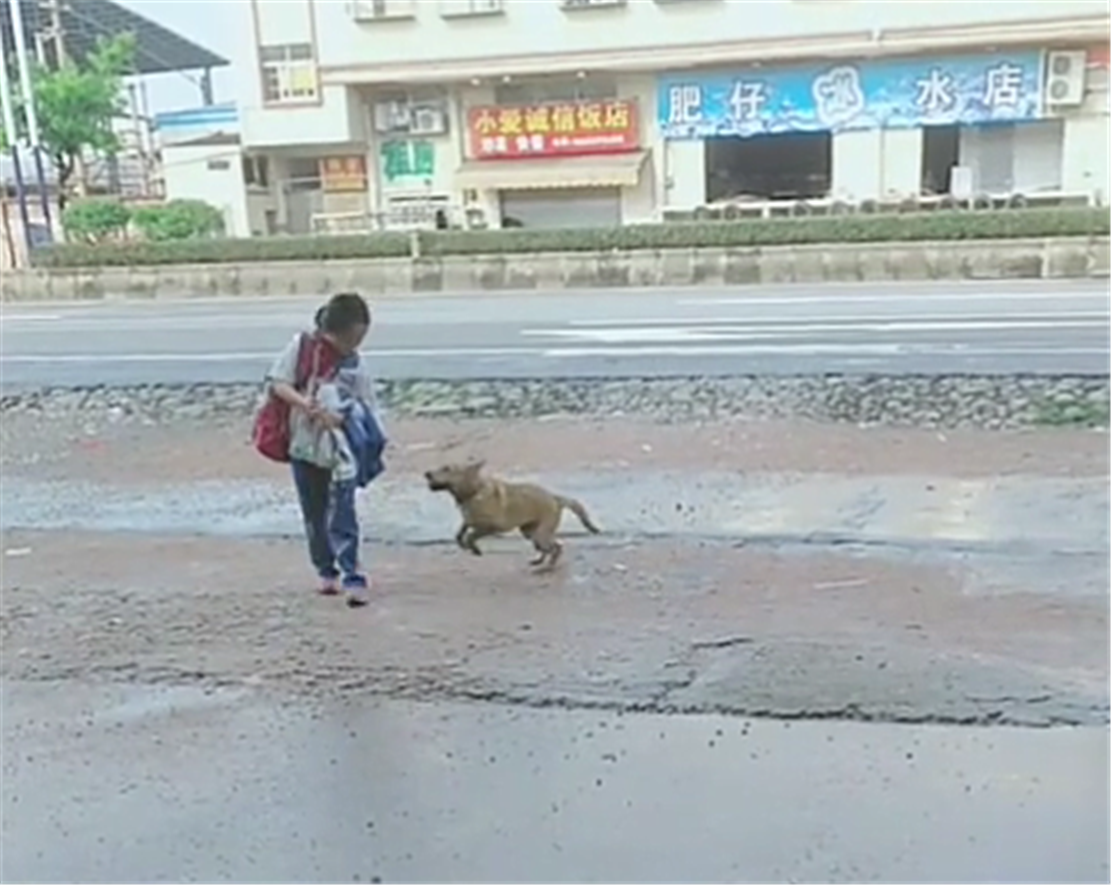 田園犬接小主人放學，一見校車就撒歡兒，狗：你咋才回來