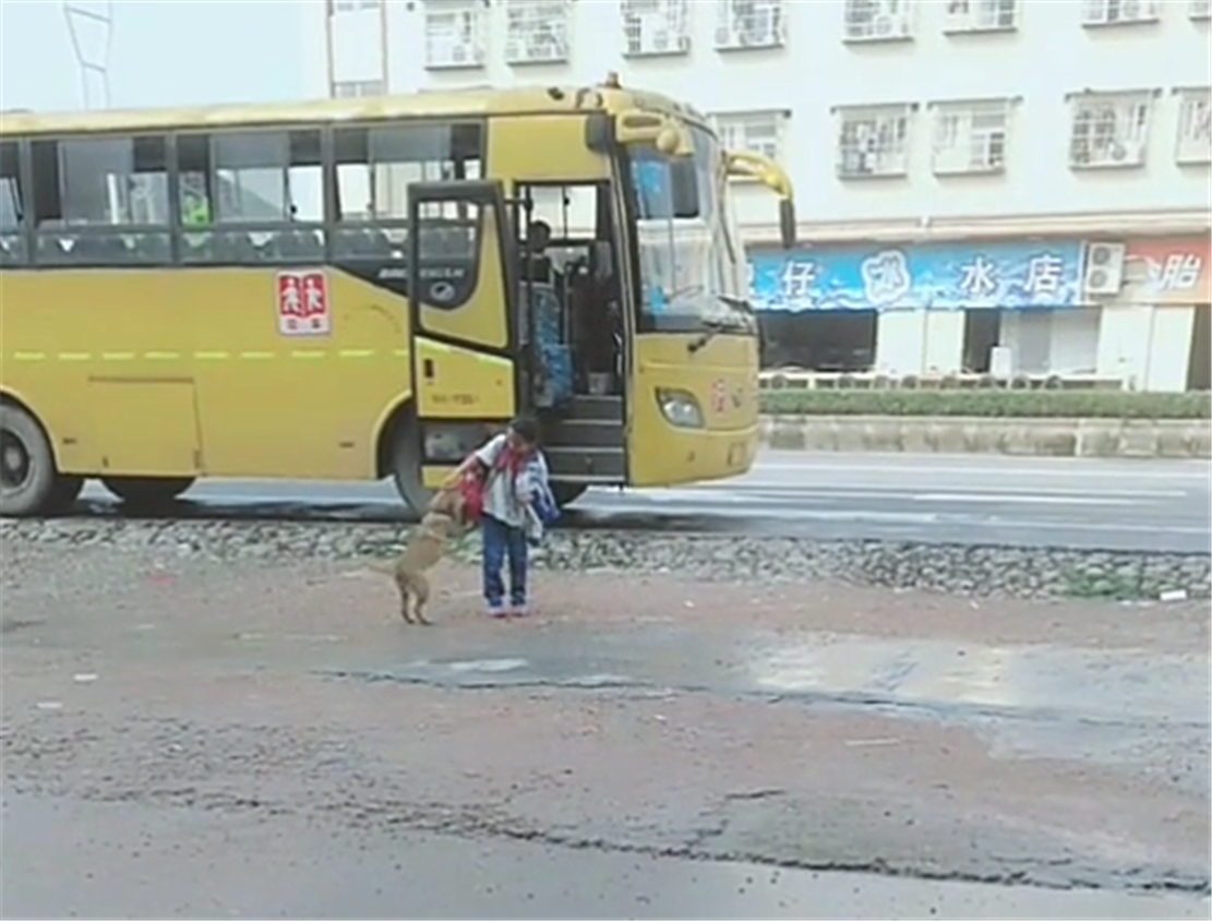 田園犬接小主人放學，一見校車就撒歡兒，狗：你咋才回來